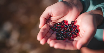 A close-up of a person's hands holding a NoordCode Ultimate Omega capsules against a warm, blurred outdoor background.