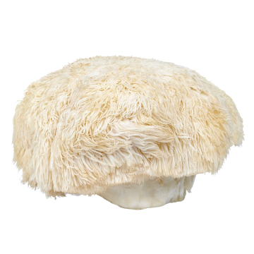 KÄÄPÄ Organic Lion's Mane Extract Powder